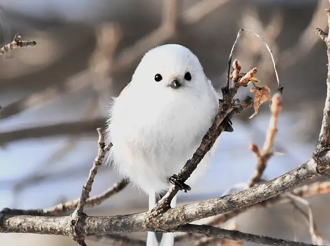 シマエナガ観察ガイド | 自然のレンズ — バードウォッチング