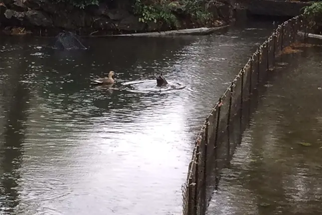 雨の日もバードウォッチングを楽しむための雨具の基本と選び方