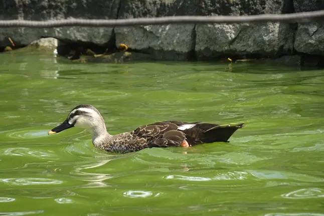 都市公園や河川敷で楽しむ野鳥観察スポット